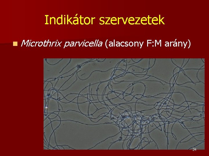 Indikátor szervezetek n Microthrix parvicella (alacsony F: M arány) 24 