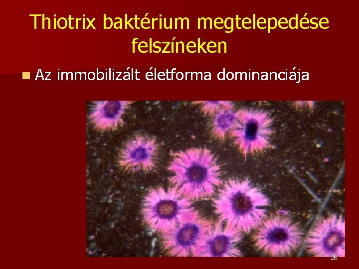 Thiotrix baktérium megtelepedése felszíneken n Az immobilizált életforma dominanciája 26 