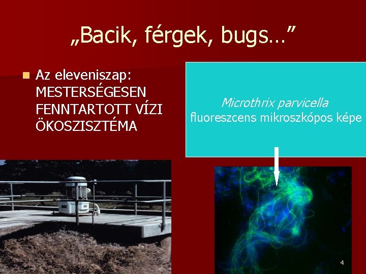 „Bacik, férgek, bugs…” n Az eleveniszap: MESTERSÉGESEN FENNTARTOTT VÍZI ÖKOSZISZTÉMA Microthrix parvicella fluoreszcens mikroszkópos