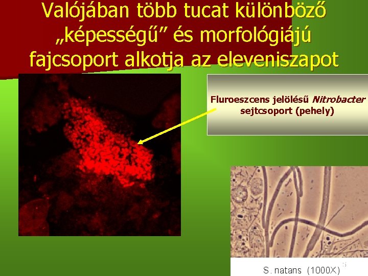 Valójában több tucat különböző „képességű” és morfológiájú fajcsoport alkotja az eleveniszapot Fluroeszcens jelölésű Nitrobacter