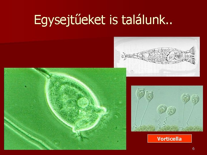 Egysejtűeket is találunk. . n Ezek szűrő életmódot folytatnak (vagy legelnek) Vorticella 6 