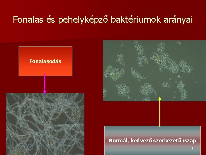 Fonalas és pehelyképző baktériumok arányai Fonalasodás Normál, kedvező szerkezetű iszap 8 