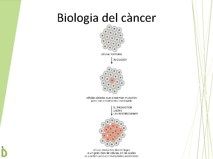 Biologia del càncer 