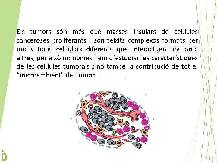 Els tumors són més que masses insulars de cèl. lules canceroses proliferants , són