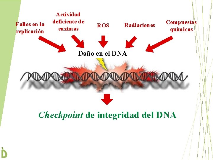 Fallos en la replicación Actividad deficiente de enzimas ROS Radiaciones Compuestos químicos Daño en