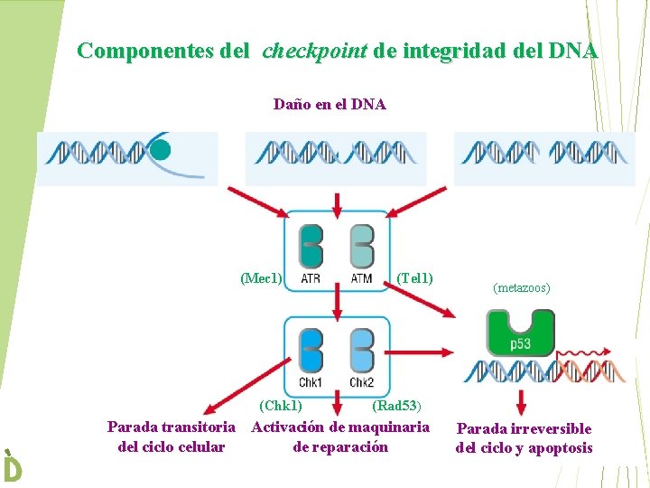 Componentes del checkpoint de integridad del DNA Daño en el DNA (Mec 1) (Chk