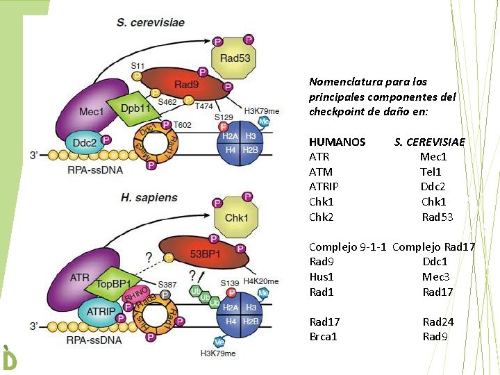 Nomenclatura para los principales componentes del checkpoint de daño en: HUMANOS S. CEREVISIAE ATR