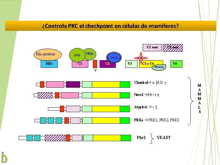 ¿Controla PKC el checkpoint en células de mamíferos? C 1 mut Rho-proteins HR 1