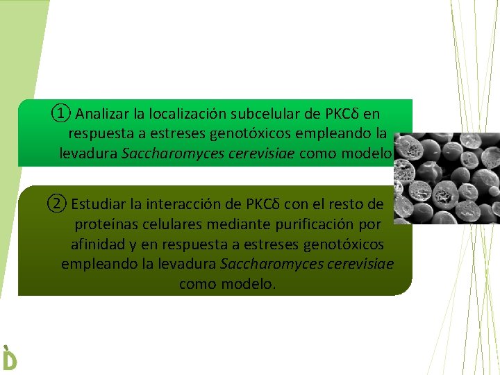 ① Analizar la localización subcelular de PKCδ en respuesta a estreses genotóxicos empleando la