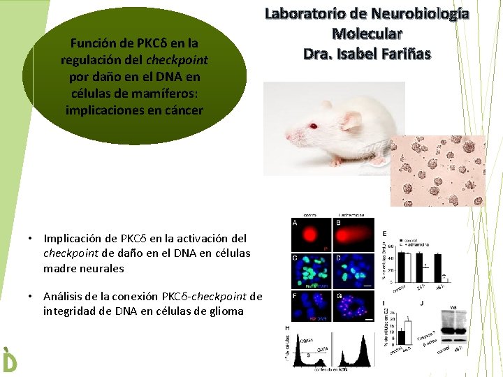 Función de PKCδ en la regulación del checkpoint por daño en el DNA en