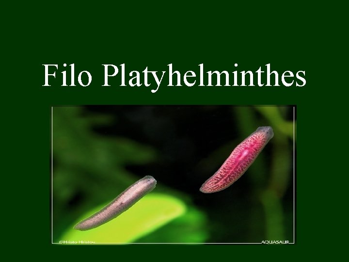 Filo Platyhelminthes 