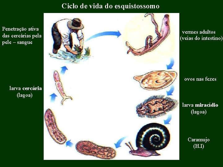 Ciclo de vida do esquistossomo Penetração ativa das cercárias pela pele – sangue vermes