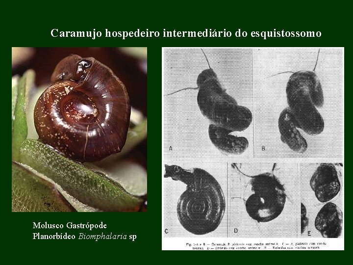 Caramujo hospedeiro intermediário do esquistossomo Molusco Gastrópode Planorbídeo Biomphalaria sp 