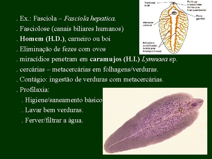 . Ex. : Fascíola – Fasciola hepatica. . Fasciolose (canais biliares humanos). Homem (H.