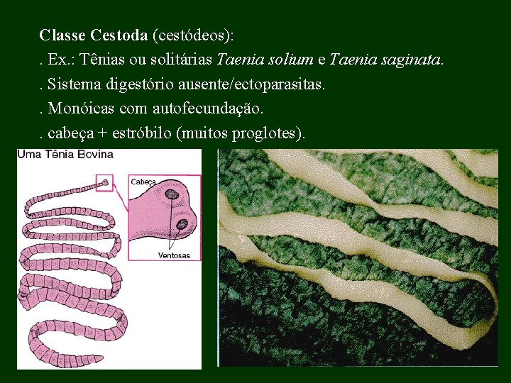 Classe Cestoda (cestódeos): . Ex. : Tênias ou solitárias Taenia solium e Taenia saginata.