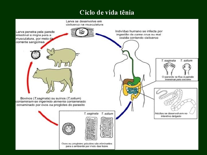 Ciclo de vida tênia 