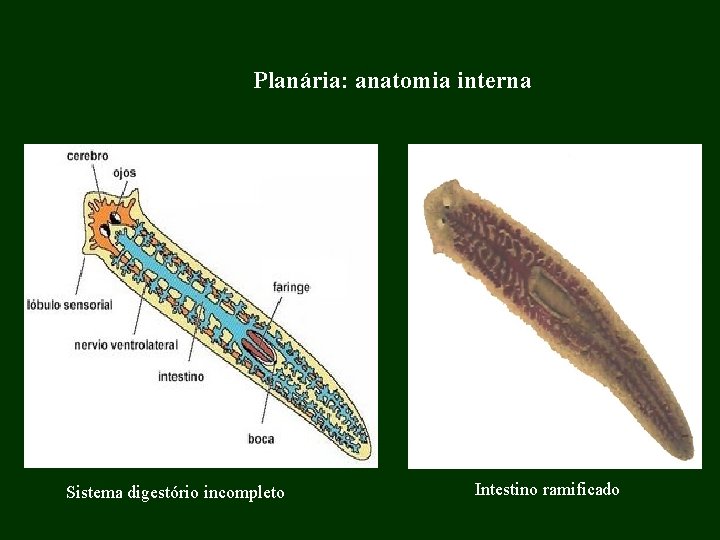 Planária: anatomia interna Sistema digestório incompleto Intestino ramificado 