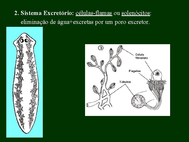 2. Sistema Excretório: células-flamas ou solenócitos: eliminação de água+excretas por um poro excretor. 