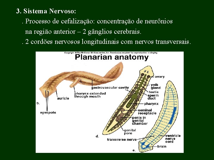 3. Sistema Nervoso: . Processo de cefalização: concentração de neurônios na região anterior –