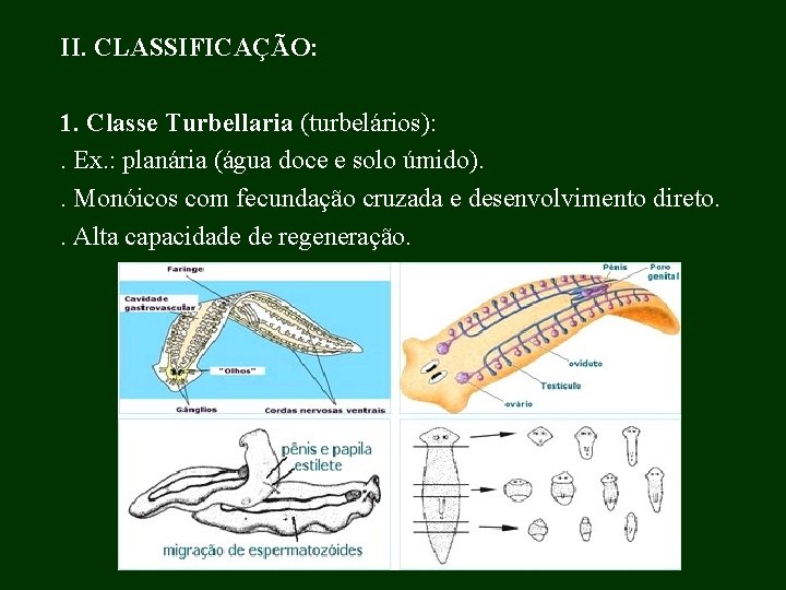 II. CLASSIFICAÇÃO: 1. Classe Turbellaria (turbelários): . Ex. : planária (água doce e solo