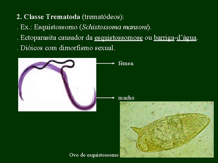 2. Classe Trematoda (trematódeos): . Ex. : Esquistossomo (Schistossoma mansoni). . Ectoparasita causador da