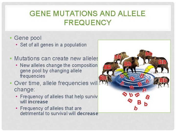 GENE MUTATIONS AND ALLELE FREQUENCY • Gene pool • Set of all genes in GENE MUTATIONS AND ALLELE FREQUENCY • Gene pool • Set of all genes in