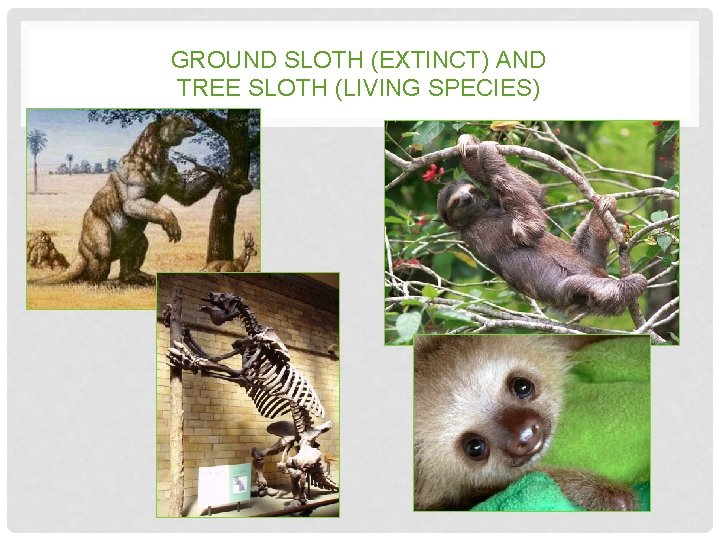 GROUND SLOTH (EXTINCT) AND TREE SLOTH (LIVING SPECIES) GROUND SLOTH (EXTINCT) AND TREE SLOTH (LIVING SPECIES)