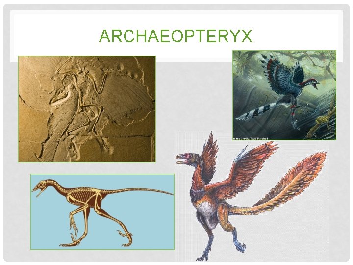 ARCHAEOPTERYX ARCHAEOPTERYX