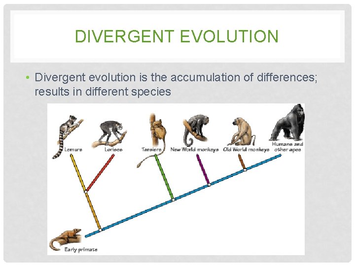 DIVERGENT EVOLUTION • Divergent evolution is the accumulation of differences; results in different species DIVERGENT EVOLUTION • Divergent evolution is the accumulation of differences; results in different species
