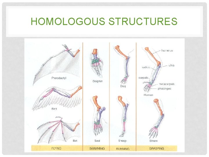 HOMOLOGOUS STRUCTURES HOMOLOGOUS STRUCTURES
