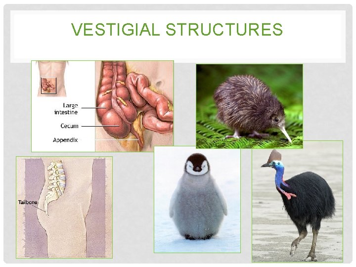 VESTIGIAL STRUCTURES VESTIGIAL STRUCTURES