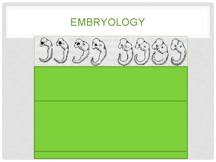 EMBRYOLOGY EMBRYOLOGY