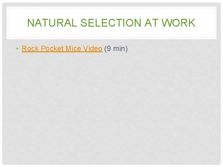 NATURAL SELECTION AT WORK • Rock Pocket Mice Video (9 min) NATURAL SELECTION AT WORK • Rock Pocket Mice Video (9 min)