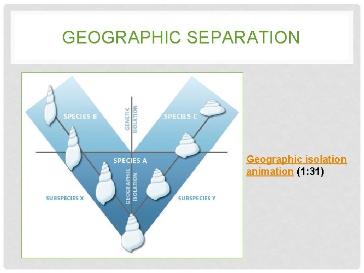 GEOGRAPHIC SEPARATION Geographic isolation animation (1: 31) GEOGRAPHIC SEPARATION Geographic isolation animation (1: 31)