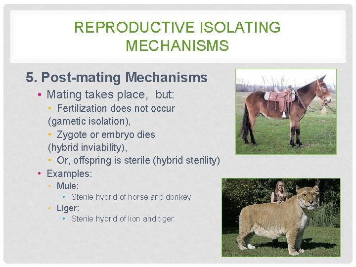 REPRODUCTIVE ISOLATING MECHANISMS 5. Post-mating Mechanisms • Mating takes place, but: • Fertilization does REPRODUCTIVE ISOLATING MECHANISMS 5. Post-mating Mechanisms • Mating takes place, but: • Fertilization does