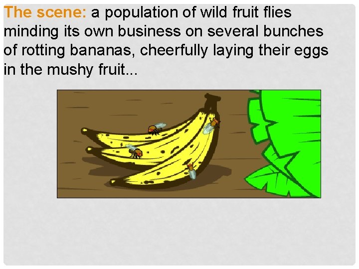 The scene: a population of wild fruit flies minding its own business on several The scene: a population of wild fruit flies minding its own business on several