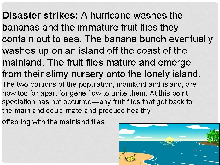 Disaster strikes: A hurricane washes the bananas and the immature fruit flies they contain Disaster strikes: A hurricane washes the bananas and the immature fruit flies they contain