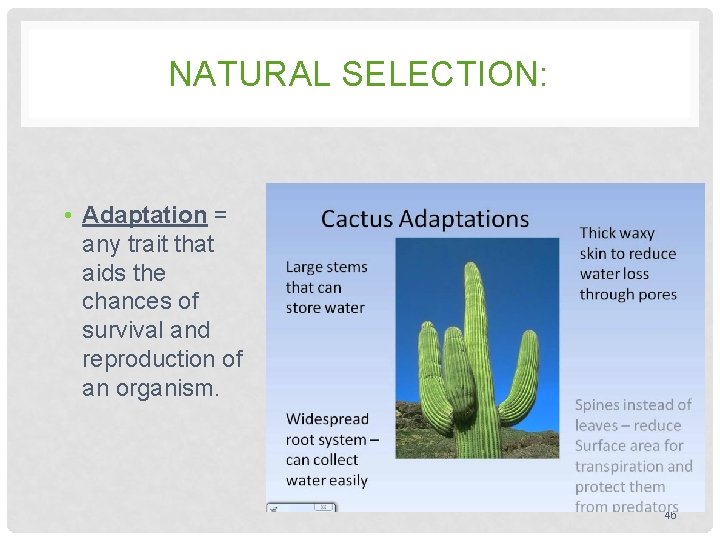 NATURAL SELECTION: • Adaptation = any trait that aids the chances of survival and NATURAL SELECTION: • Adaptation = any trait that aids the chances of survival and