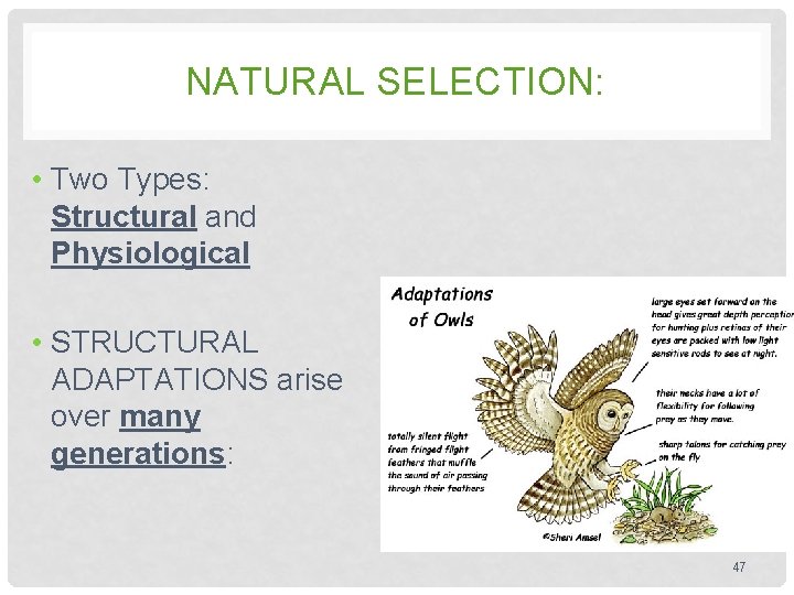 NATURAL SELECTION: • Two Types: Structural and Physiological • STRUCTURAL ADAPTATIONS arise over many NATURAL SELECTION: • Two Types: Structural and Physiological • STRUCTURAL ADAPTATIONS arise over many