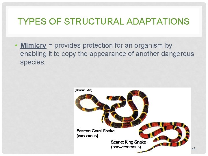 TYPES OF STRUCTURAL ADAPTATIONS • Mimicry = provides protection for an organism by enabling TYPES OF STRUCTURAL ADAPTATIONS • Mimicry = provides protection for an organism by enabling
