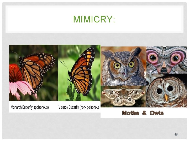 MIMICRY: 49 MIMICRY: 49