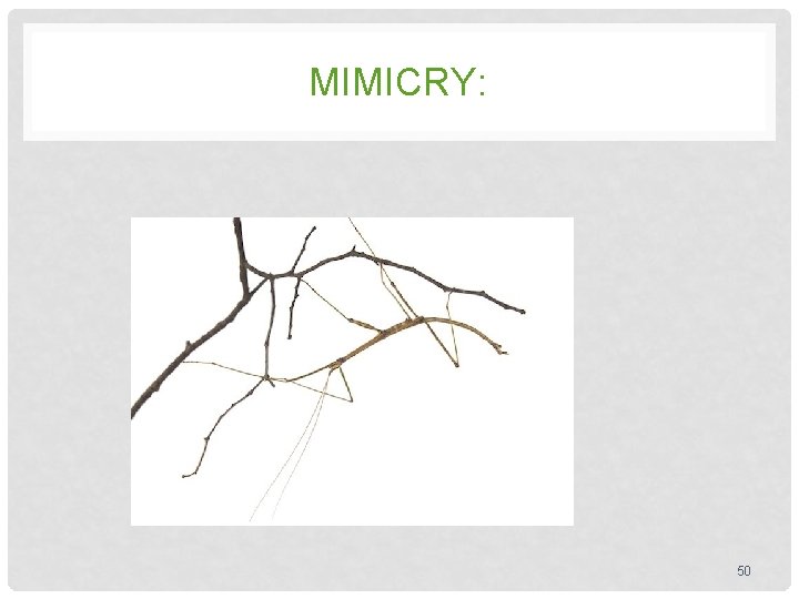 MIMICRY: 50 MIMICRY: 50