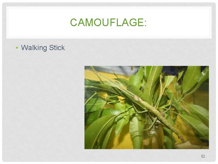 CAMOUFLAGE: • Walking Stick 52 CAMOUFLAGE: • Walking Stick 52