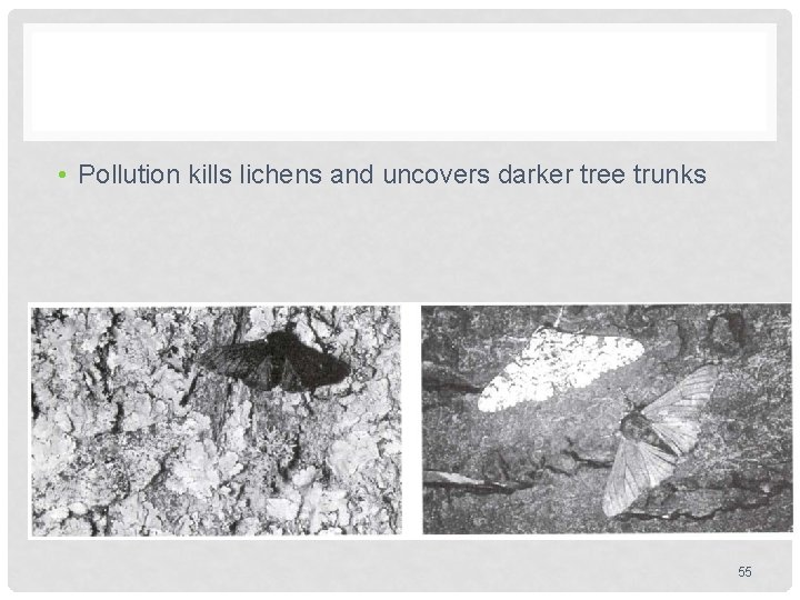 • Pollution kills lichens and uncovers darker tree trunks 55 • Pollution kills lichens and uncovers darker tree trunks 55