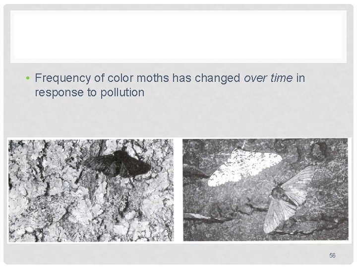 • Frequency of color moths has changed over time in response to pollution • Frequency of color moths has changed over time in response to pollution