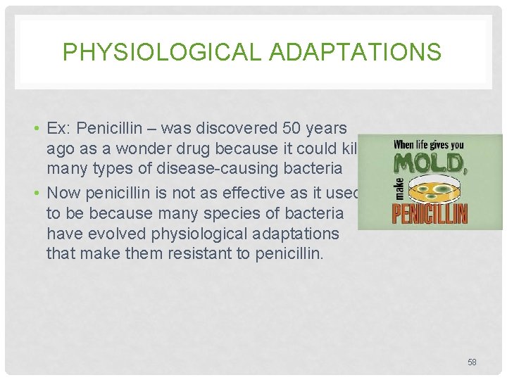PHYSIOLOGICAL ADAPTATIONS • Ex: Penicillin – was discovered 50 years ago as a wonder PHYSIOLOGICAL ADAPTATIONS • Ex: Penicillin – was discovered 50 years ago as a wonder
