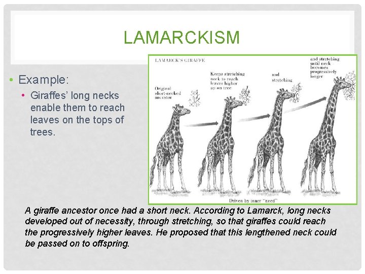 LAMARCKISM • Example: • Giraffes’ long necks enable them to reach leaves on the LAMARCKISM • Example: • Giraffes’ long necks enable them to reach leaves on the