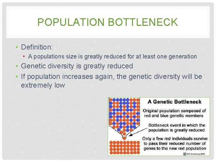 POPULATION BOTTLENECK • Definition: • A populations size is greatly reduced for at least POPULATION BOTTLENECK • Definition: • A populations size is greatly reduced for at least