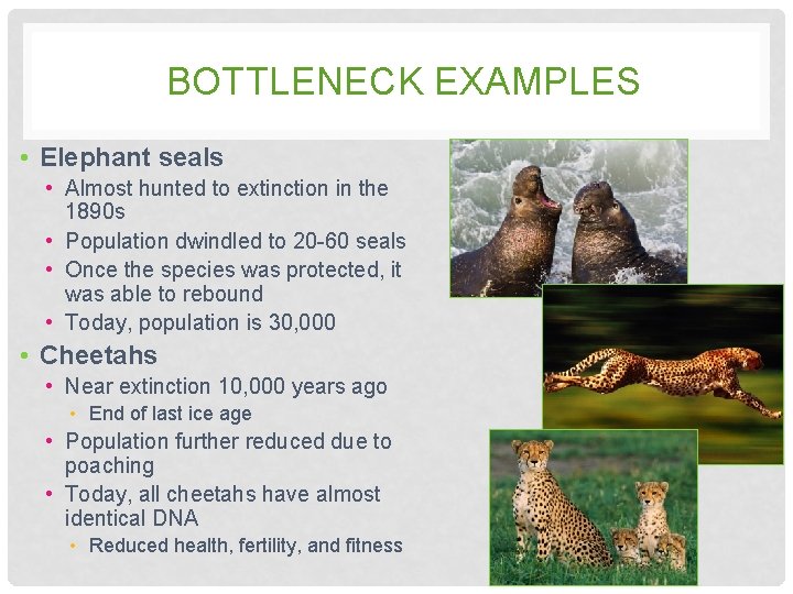 BOTTLENECK EXAMPLES • Elephant seals • Almost hunted to extinction in the 1890 s BOTTLENECK EXAMPLES • Elephant seals • Almost hunted to extinction in the 1890 s