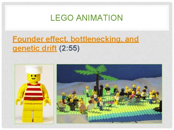 LEGO ANIMATION Founder effect, bottlenecking, and genetic drift (2: 55) LEGO ANIMATION Founder effect, bottlenecking, and genetic drift (2: 55)
